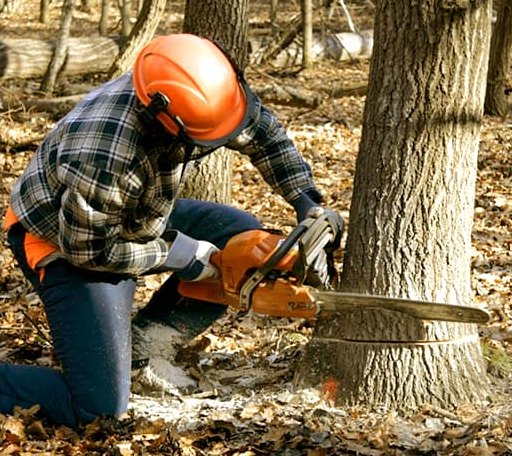 Tree Removal in Fort Towson, OK